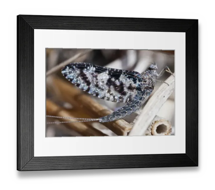 Framed Print : USA, WA, Bainbridge Island. Mayfly (Ephemeroptera) adults have very short life spans Framed Print : USA, WA, Bainbridge Island. Mayfly (Ephemeroptera) adults have very short life spans