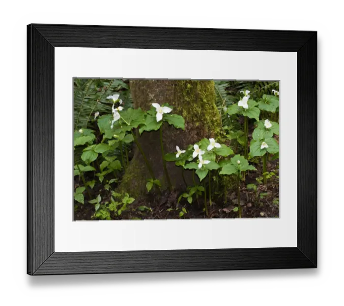 Framed Print : USA, WA, Bainbridge Island. Western Trillium (Trillium ovatum) blooms on trail in Framed Print : USA, WA, Bainbridge Island. Western Trillium (Trillium ovatum) blooms on trail in