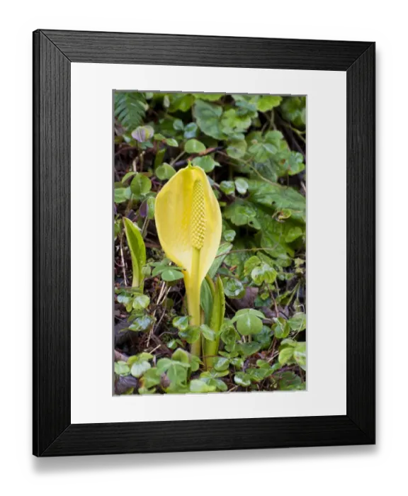 Framed Print : USA, WA, Bainbridge Island. Western Skunk Cabbage (Lysichiton americanus) is native
