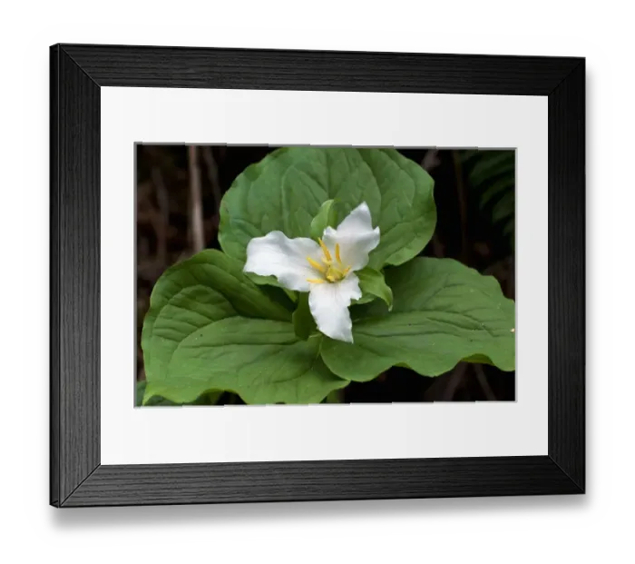 Framed Print : USA, WA, Bainbridge Island. Western Trillium (Trillium ovatum) blooms on trail in Framed Print : USA, WA, Bainbridge Island. Western Trillium (Trillium ovatum) blooms on trail in
