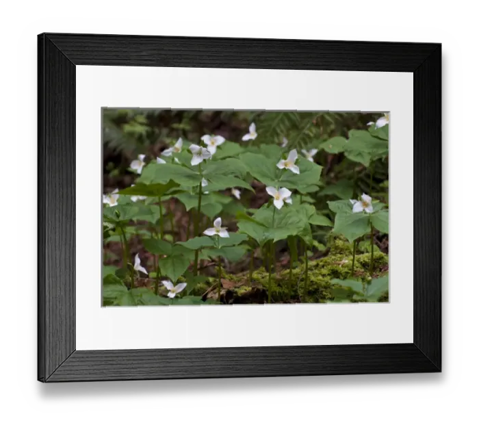 Framed Print : USA, WA, Bainbridge Island. Western Trillium (Trillium ovatum) blooms on trail in Framed Print : USA, WA, Bainbridge Island. Western Trillium (Trillium ovatum) blooms on trail in
