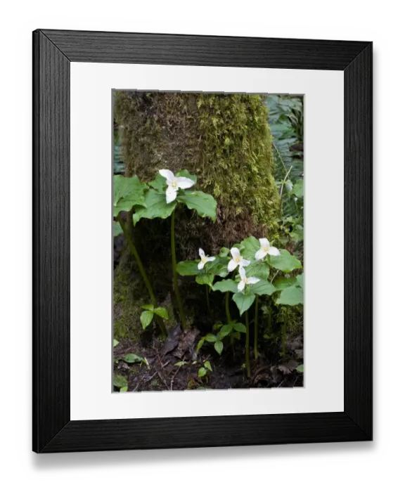 Framed Print : USA, WA, Bainbridge Island. Western Trillium (Trillium ovatum) blooms on trail in Framed Print : USA, WA, Bainbridge Island. Western Trillium (Trillium ovatum) blooms on trail in