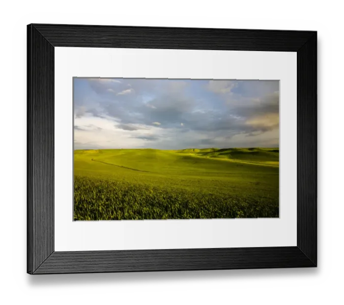 Framed Print : North America; USA; Washington; Palouse Country; Rolling Hills of Green Spring Wheat Framed Print : North America; USA; Washington; Palouse Country; Rolling Hills of Green Spring Wheat
