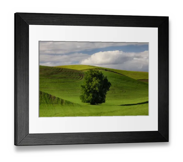 Framed Print : North America; USA; Washington; Colfax; Rolling Wheat Fields with Lone Tree Framed Print : North America; USA; Washington; Colfax; Rolling Wheat Fields with Lone Tree