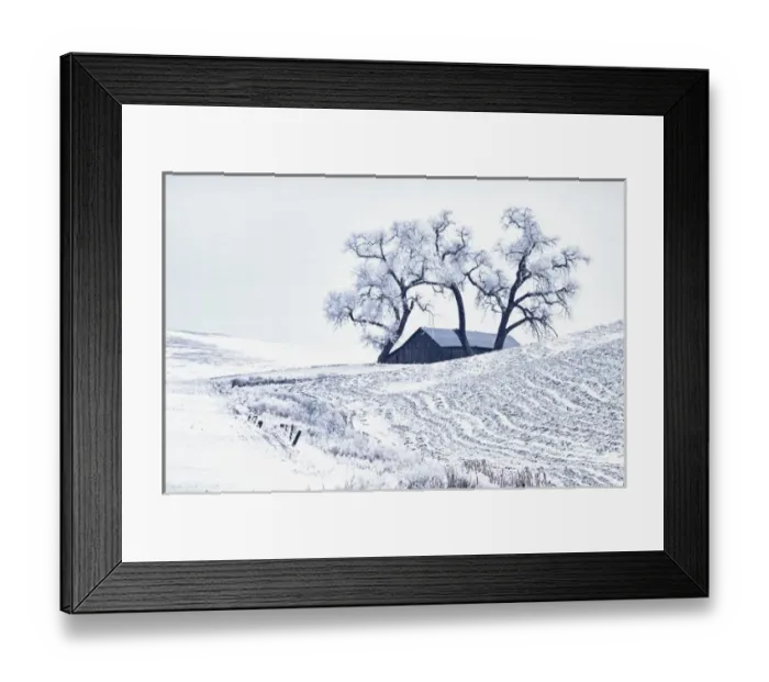 Framed Print : North America; USA; Washington; Palouse Region; Snow covered Barn With Old Oak tree Framed Print : North America; USA; Washington; Palouse Region; Snow covered Barn With Old Oak tree