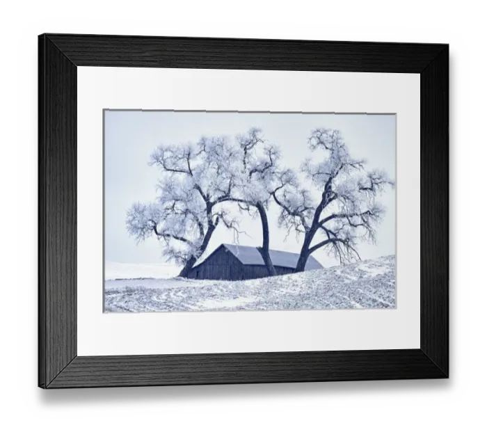 Framed Print : North America; USA; Washington; Palouse Region; Snow covered Barn With Old Oak tree