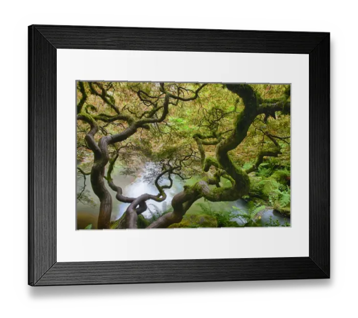 Framed Print : North America; Usa; Washington; Seattle Kabota Gardens; Spring Japanese Maple Hanging Framed Print : North America; Usa; Washington; Seattle Kabota Gardens; Spring Japanese Maple Hanging