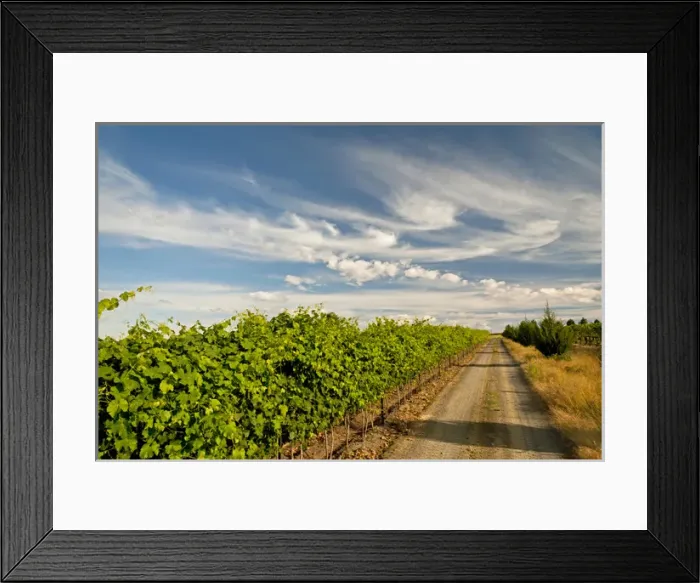 Framed Print : USA, Washington, Walla Walla. A road next to the vineyards of Walla Walla Vintners Framed Print : USA, Washington, Walla Walla. A road next to the vineyards of Walla Walla Vintners