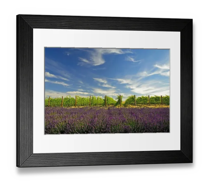 Framed Print : USA, Washington, Walla Walla. Lavender fields border the vineyards of a Maurice Framed Print : USA, Washington, Walla Walla. Lavender fields border the vineyards of a Maurice
