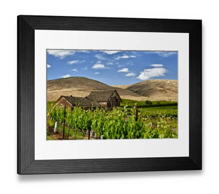 Framed Print : USA, Washingotn, Yakima. A barn in a flourishing vineyard Washingtons Yakima Valley