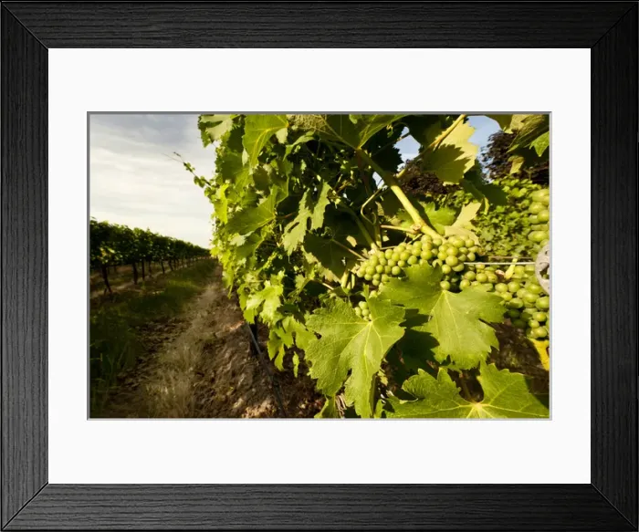 Framed Print : USA, Washingotn, Walla Walla. Viognier grapes ripening under the Walla Walla sun Framed Print : USA, Washingotn, Walla Walla. Viognier grapes ripening under the Walla Walla sun