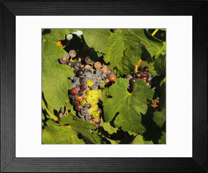 Framed Print : USA, Washington, Tri-Cities. Merlot wine grapes ripen in the Eastern Washington sun