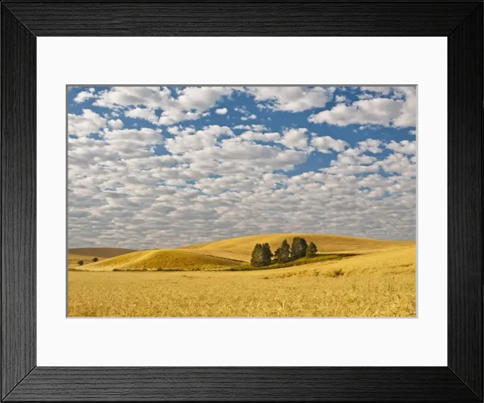 Framed Print : USA, Washington, Walla Walla. Dawn breaks on a wheatfield in Walla Walla