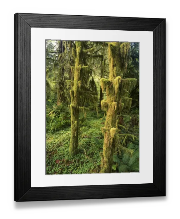 Framed Print : USA, Washington State, Olympic Peninsula, Olympic National Park, Lush and fern in Framed Print : USA, Washington State, Olympic Peninsula, Olympic National Park, Lush and fern in