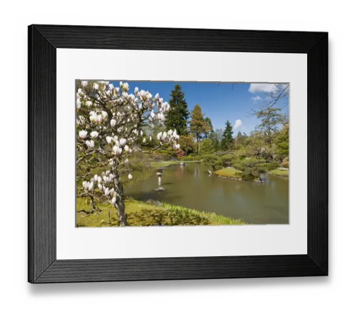 Framed Print : USA, WA, Seattle. Japanese Gardens part of Washington Park Arboretum managed by City Framed Print : USA, WA, Seattle. Japanese Gardens part of Washington Park Arboretum managed by City