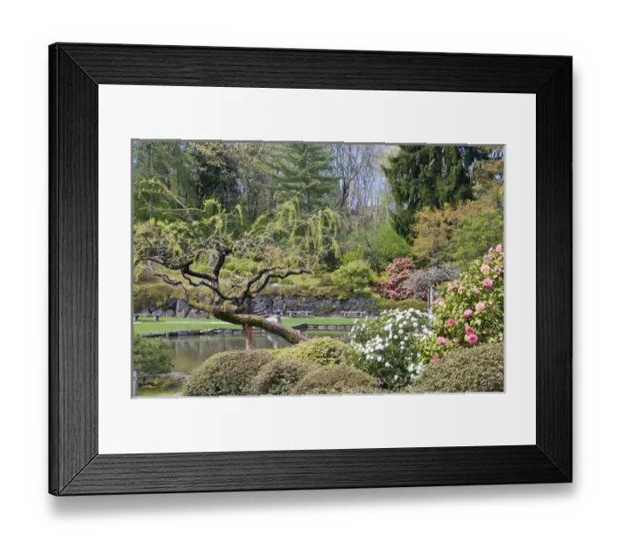 Framed Print : USA, WA, Seattle. Japanese Gardens part of Washington Park Arboretum managed by City