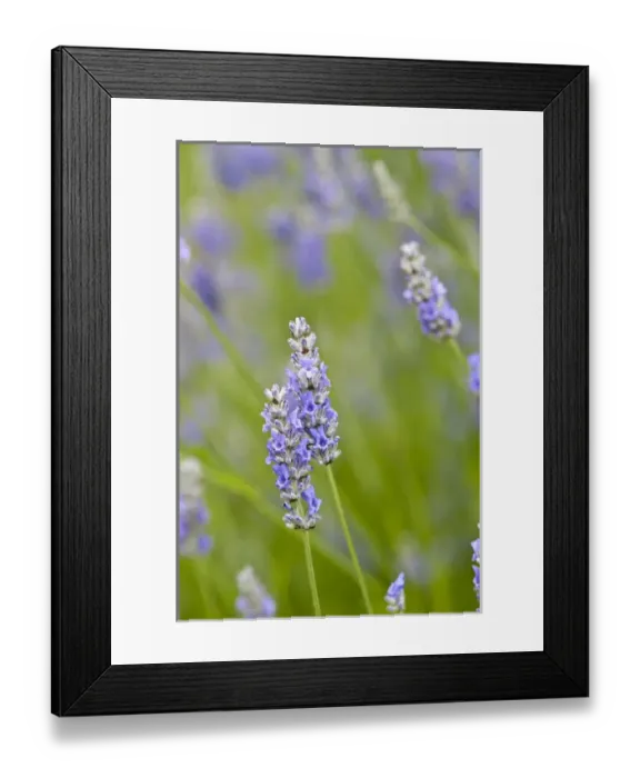 Framed Print : USA, WA. Cultivated worldwide lavender is used for cosmetic, medicinal and culinary Framed Print : USA, WA. Cultivated worldwide lavender is used for cosmetic, medicinal and culinary