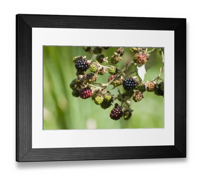 Framed Print : USA, WA, Nisqually NWR. Himalayan Blackberries (Rubus armeniacus) are an invasive