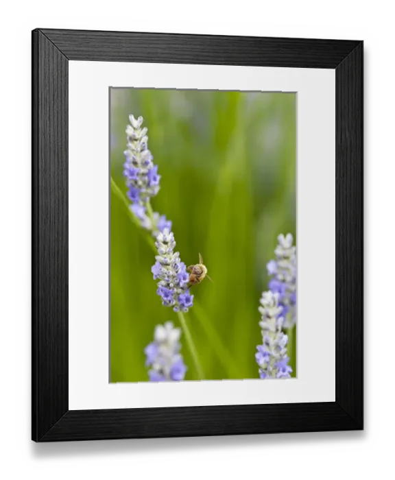 Framed Print : USA, WA. Cultivated worldwide lavender is used for cosmetic, medicinal and culinary applications Framed Print : USA, WA. Cultivated worldwide lavender is used for cosmetic, medicinal and culinary applications
