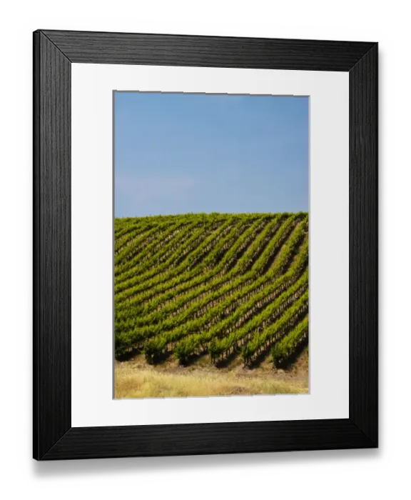 Framed Print : USA, Washington, Rolling Vineyards In The Yakima County