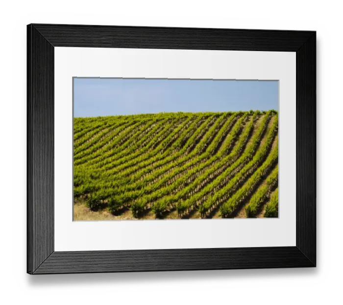 Framed Print : USA, Washington, Rolling Vineyards In The Yakima County Framed Print : USA, Washington, Rolling Vineyards In The Yakima County