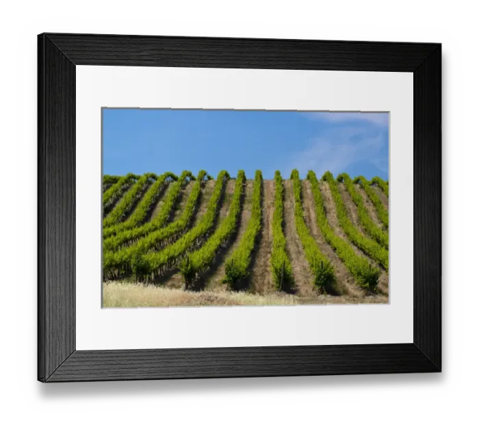 Framed Print : USA, Washington, Rolling Vineyards In The Yakima County