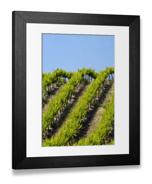 Framed Print : USA, Washington, Rolling Vineyards In The Yakima County