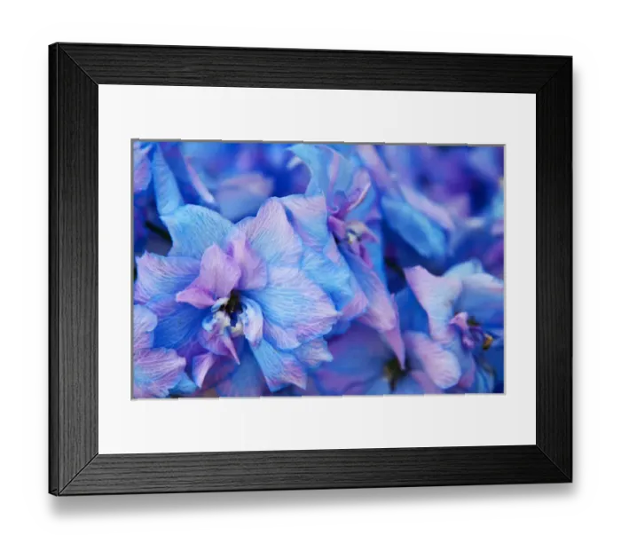 Framed Print : North America, USA, Washington, Sequim, Hydrangea Blooms Framed Print : North America, USA, Washington, Sequim, Hydrangea Blooms