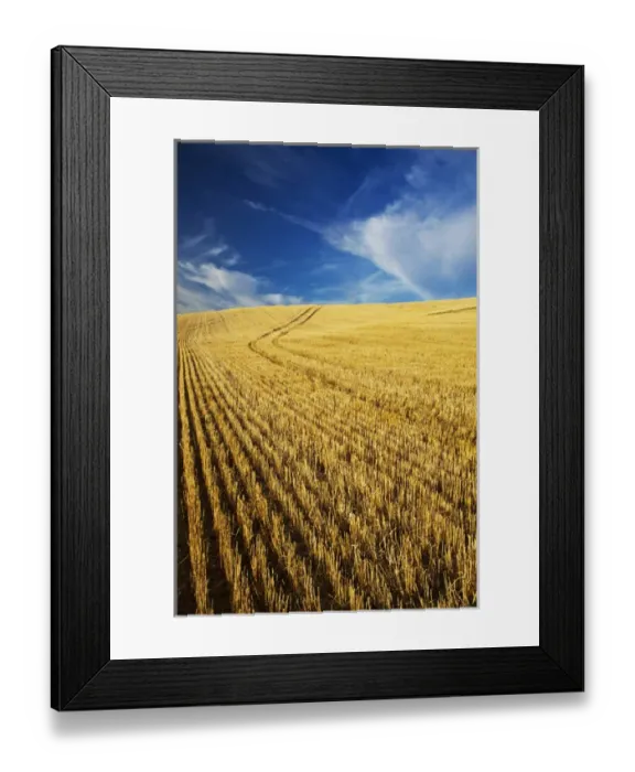 Framed Print : USA, Washington, Palouse Country, Fields of Golden Harvest Wheat Framed Print : USA, Washington, Palouse Country, Fields of Golden Harvest Wheat