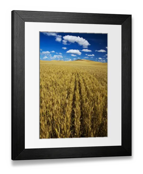Framed Print : USA, Washington, Palouse Country, Fields of Golden Harvest Wheat