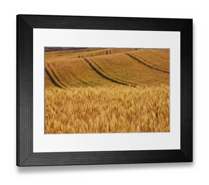 Framed Print : USA, Washington, Palouse Country, Fields of Golden Harvest Wheat