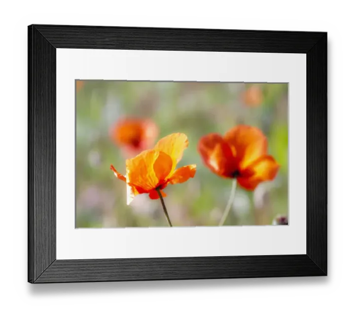 Framed Print : USA, Washington, Spring in Palouse Country Washington with Fire Poppies Framed Print : USA, Washington, Spring in Palouse Country Washington with Fire Poppies