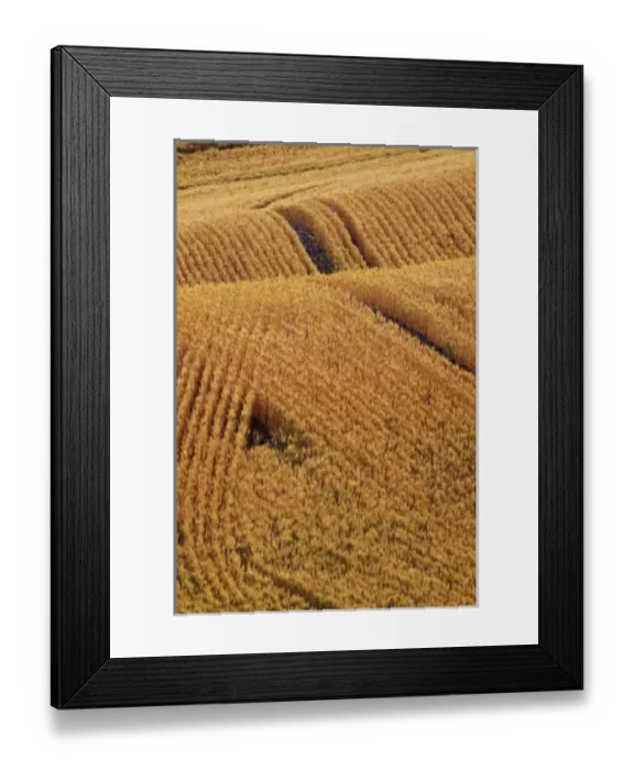 Framed Print : USA, Washington, Palouse Country, Fields of Golden Harvest Wheat Framed Print : USA, Washington, Palouse Country, Fields of Golden Harvest Wheat