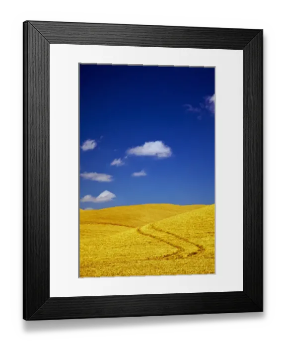Framed Print : USA, Washington, Palouse Country, Fields of Golden Harvest Wheat Framed Print : USA, Washington, Palouse Country, Fields of Golden Harvest Wheat