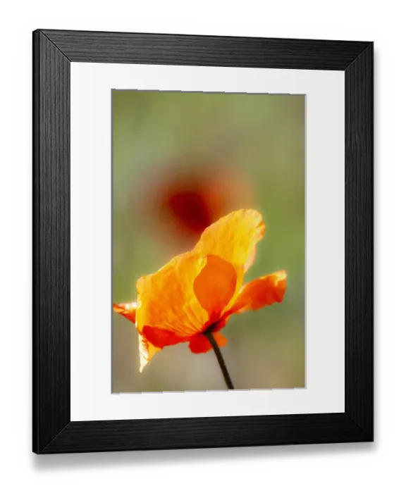 Framed Print : USA, Washington, Spring in Palouse Country Washington with Fire Poppies Framed Print : USA, Washington, Spring in Palouse Country Washington with Fire Poppies