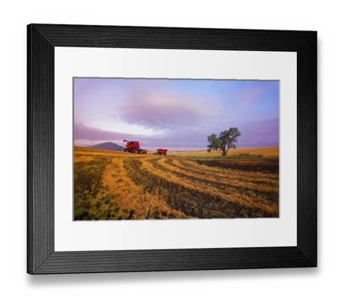 Framed Print : North America; Washington; Palouse Country; Combine Swathing Peas Framed Print : North America; Washington; Palouse Country; Combine Swathing Peas