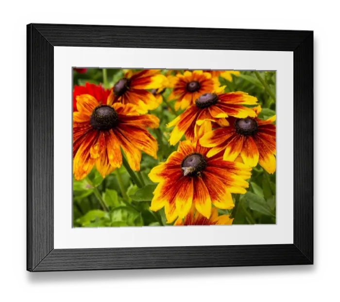 Framed Print : North America; USA; Washington; Seattle; Cherokee Sunset in Full Bloom Framed Print : North America; USA; Washington; Seattle; Cherokee Sunset in Full Bloom