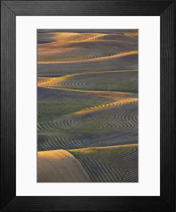 Framed Print : North America; USA; Washington State; Palouse Region; Crops of Wheat and Peas nearing Harvest