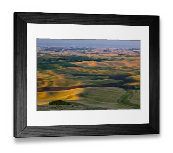 Framed Print : North America; USA; Washington State; Palouse Region; Crops of Wheat and Peas nearing Harvest Framed Print : North America; USA; Washington State; Palouse Region; Crops of Wheat and Peas nearing Harvest