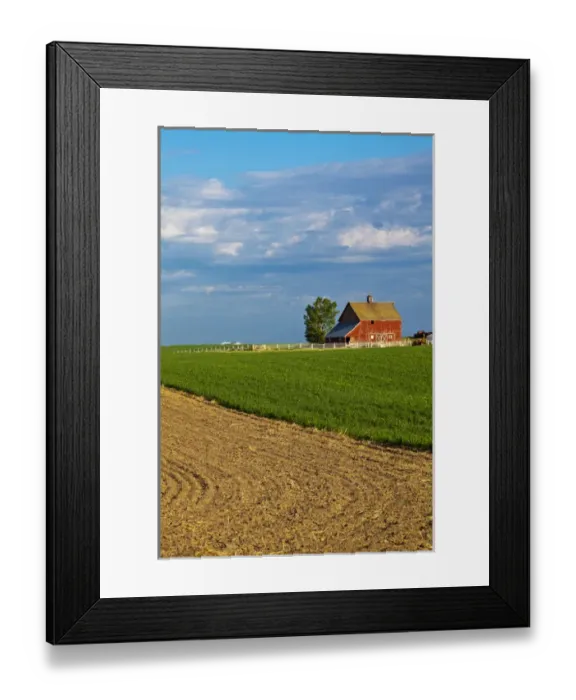 Framed Print : North America; USA; Washington; Red Barn in Spring Wheat Field Framed Print : North America; USA; Washington; Red Barn in Spring Wheat Field