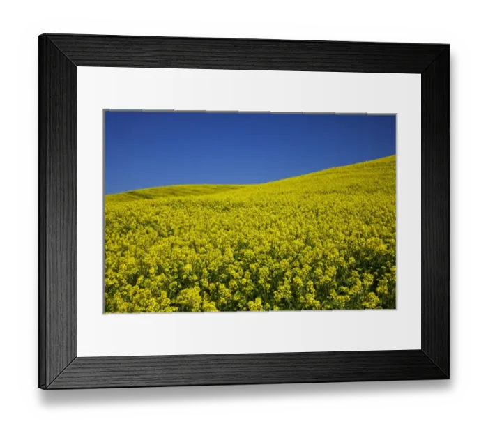 Framed Print : North America, USA, Washington, Palouse Country, Rolling Hills of Canola Framed Print : North America, USA, Washington, Palouse Country, Rolling Hills of Canola