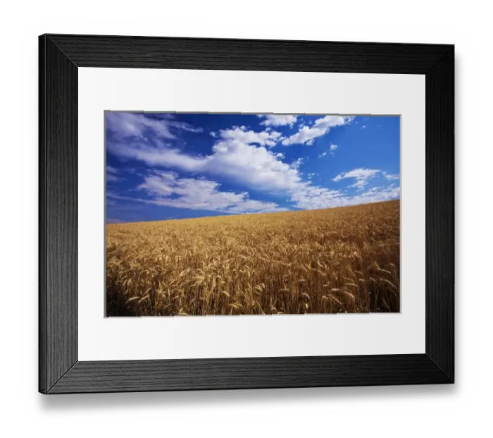 Framed Print : North America, USA, Washington, Palouse Country, Fields of Golden Harvest Wheat Framed Print : North America, USA, Washington, Palouse Country, Fields of Golden Harvest Wheat