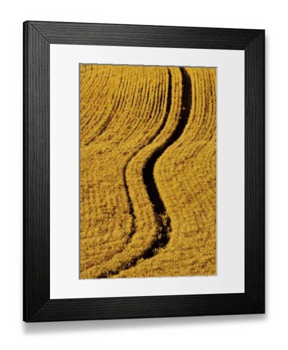 Framed Print : North America, USA, Washington, Palouse Country, Fields of Golden Harvest Wheat Framed Print : North America, USA, Washington, Palouse Country, Fields of Golden Harvest Wheat