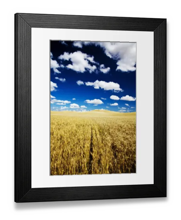 Framed Print : North America, USA, Washington, Palouse Country, Fields of Golden Harvest Wheat Framed Print : North America, USA, Washington, Palouse Country, Fields of Golden Harvest Wheat