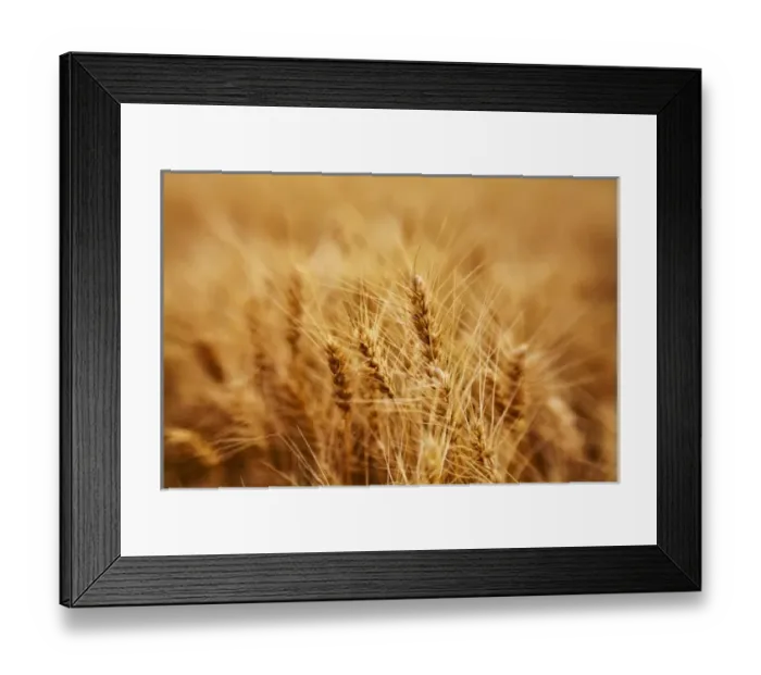 Framed Print : North America, USA, Washington, Palouse Country, Fields of Golden Harvest Wheat Framed Print : North America, USA, Washington, Palouse Country, Fields of Golden Harvest Wheat