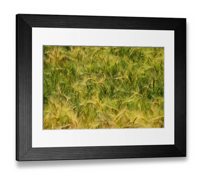 Framed Print : North America, USA, Washington, Palouse Country, Fields of Golden Harvest Wheat Framed Print : North America, USA, Washington, Palouse Country, Fields of Golden Harvest Wheat