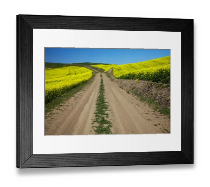 Framed Print : North America, USA, Washington, Palouse Country, Back road through Canola fields Framed Print : North America, USA, Washington, Palouse Country, Back road through Canola fields