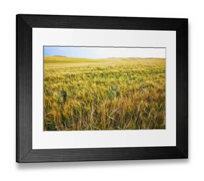 Framed Print : North America, USA, Washington, Palouse Country, Fields of Golden Harvest Barley Framed Print : North America, USA, Washington, Palouse Country, Fields of Golden Harvest Barley