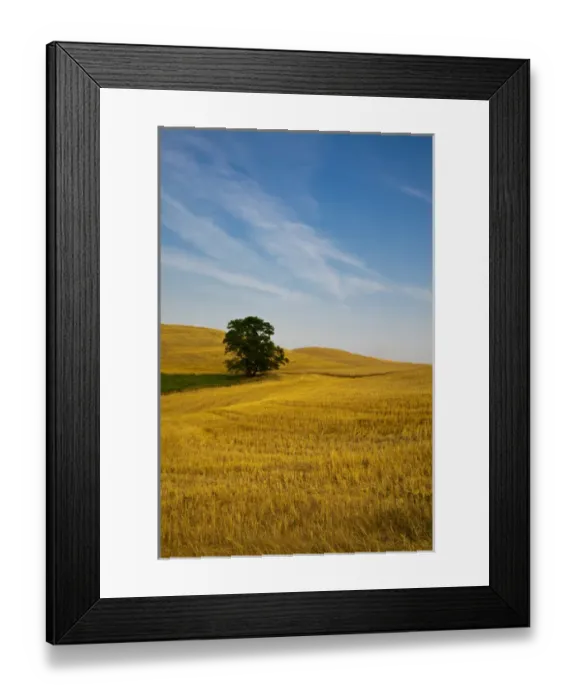 Framed Print : North America; USA; Washington; Palouse Country; Lone Tree in Field of Harvest Wheat Framed Print : North America; USA; Washington; Palouse Country; Lone Tree in Field of Harvest Wheat
