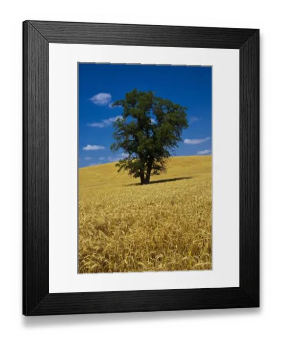 Framed Print : North America; USA; Washington; Palouse Country; Lone Tree in Field of Harvest Wheat Framed Print : North America; USA; Washington; Palouse Country; Lone Tree in Field of Harvest Wheat